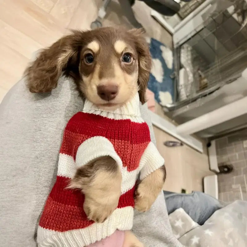 Dackel Pullover Weihnachten
