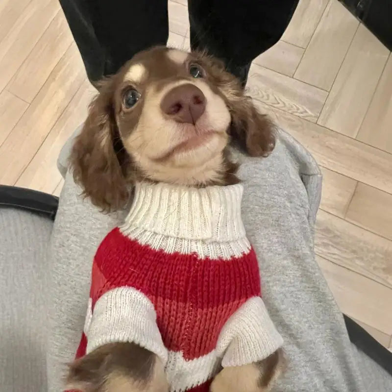 Dackel Pullover Weihnachten