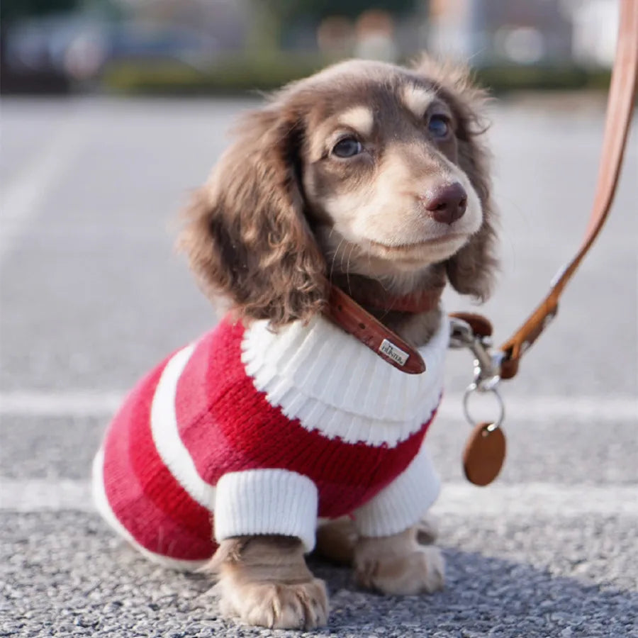 Dackel Pullover Weihnachten